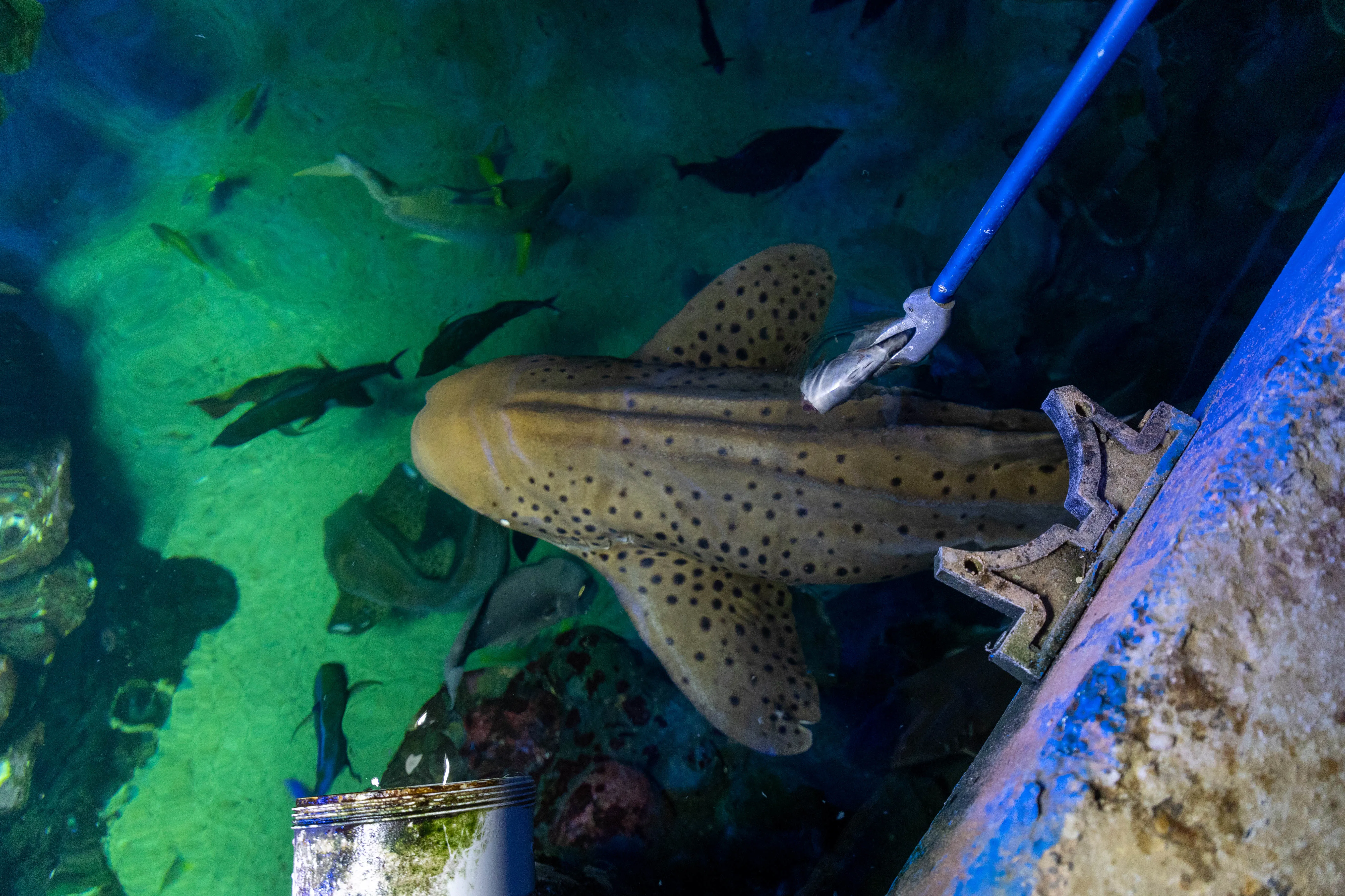 Adult Zebra Shark Being Fed at SEA LIFE Sydney Aquarium