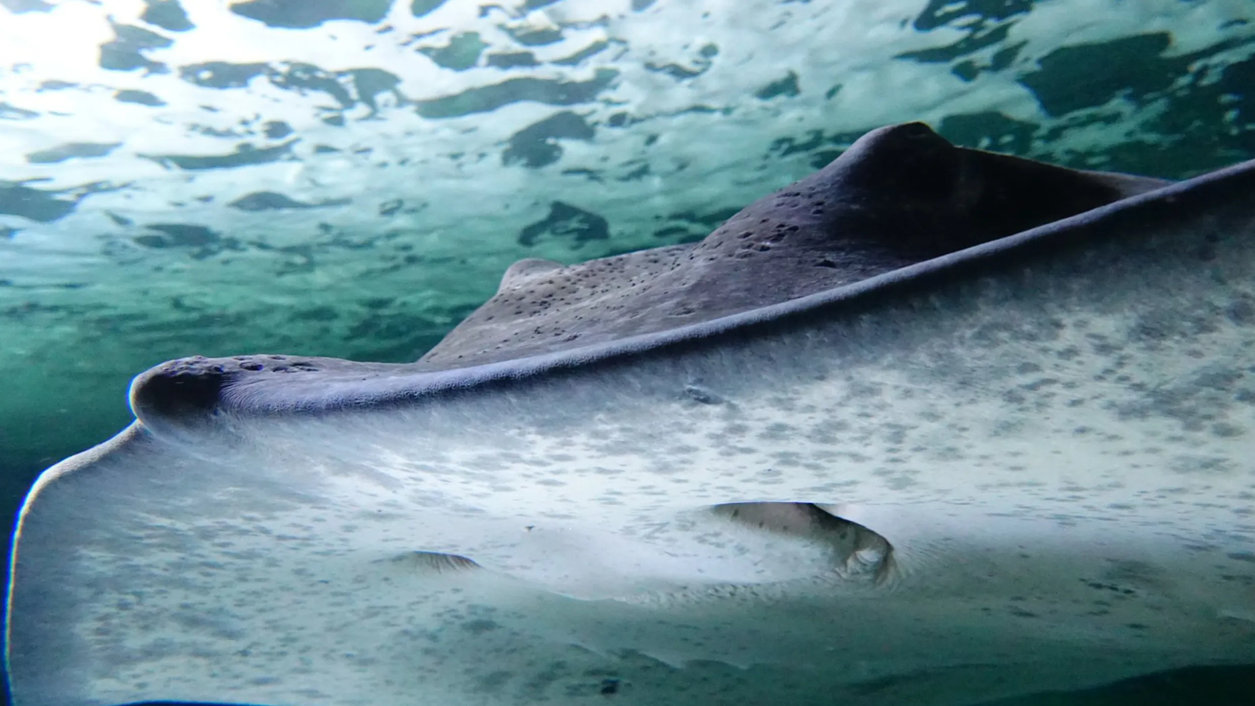 Ray species at SEA LIFE Sydney Aquarium