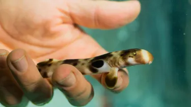 Baby Epaulette Sharks born at SEA LIFE Sydney Aquarium