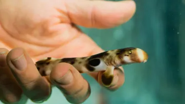 Baby Epaulette Sharks born at SEA LIFE Sydney Aquarium