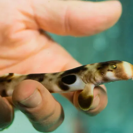Baby Epaulette Sharks born at SEA LIFE Sydney Aquarium