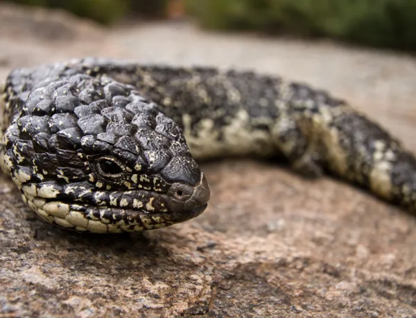 Aussie Animal Passport Animal Shingleback Lizard
