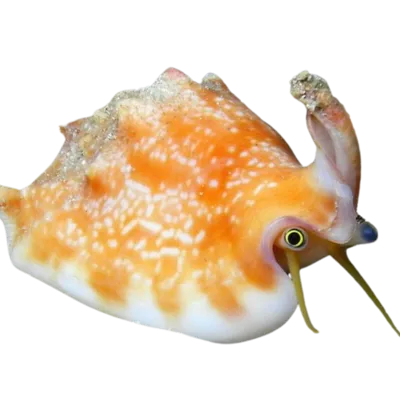 Rockpool Ranger Creatures Stromb Snail