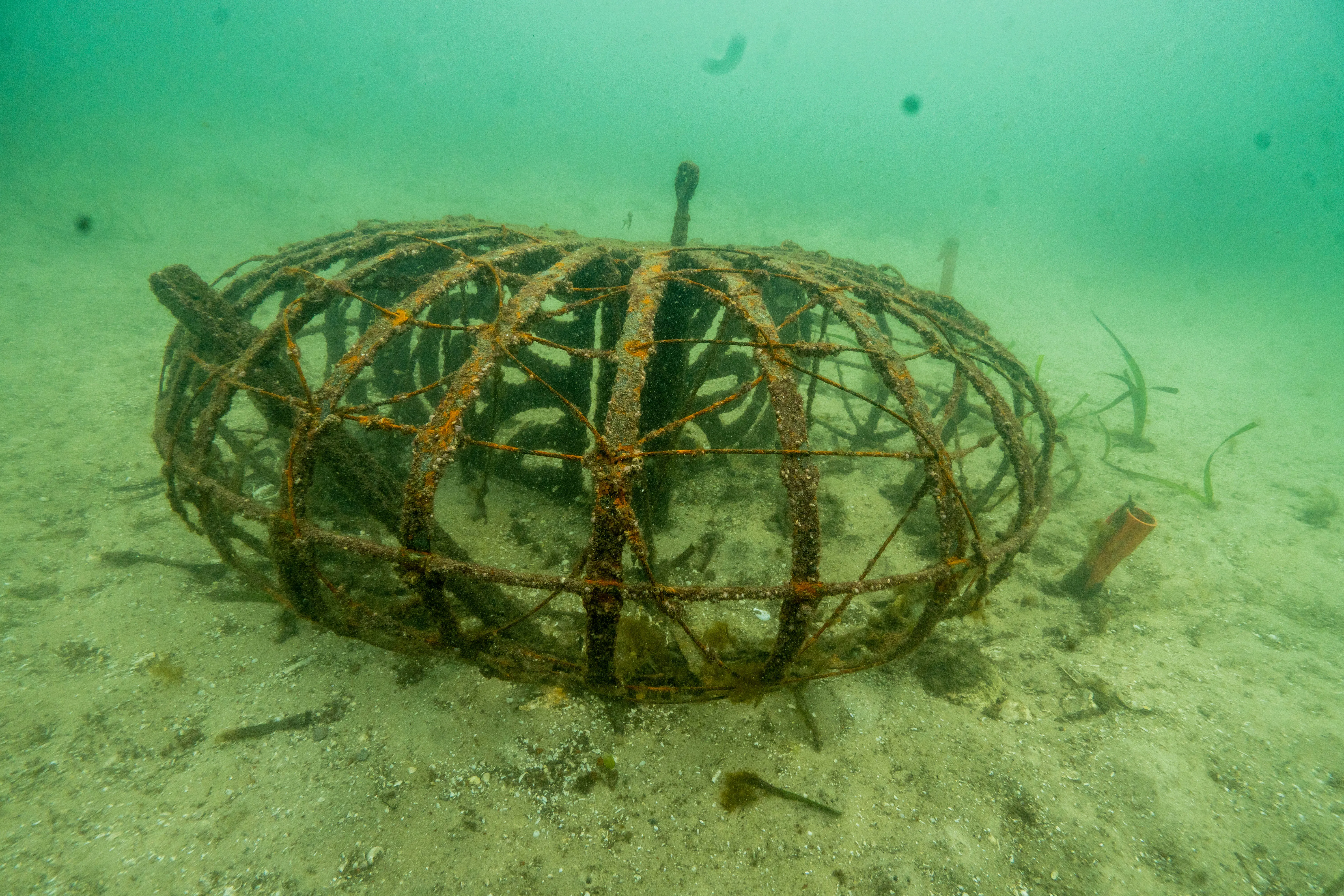 Seahorse Hotel Anchored On Sea Floor Provides An Artifical Habitat For Released White's Seahorses And Other Marine Creatures 2