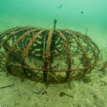Seahorse Hotel Anchored On Sea Floor Provides An Artifical Habitat For Released White's Seahorses And Other Marine Creatures 2