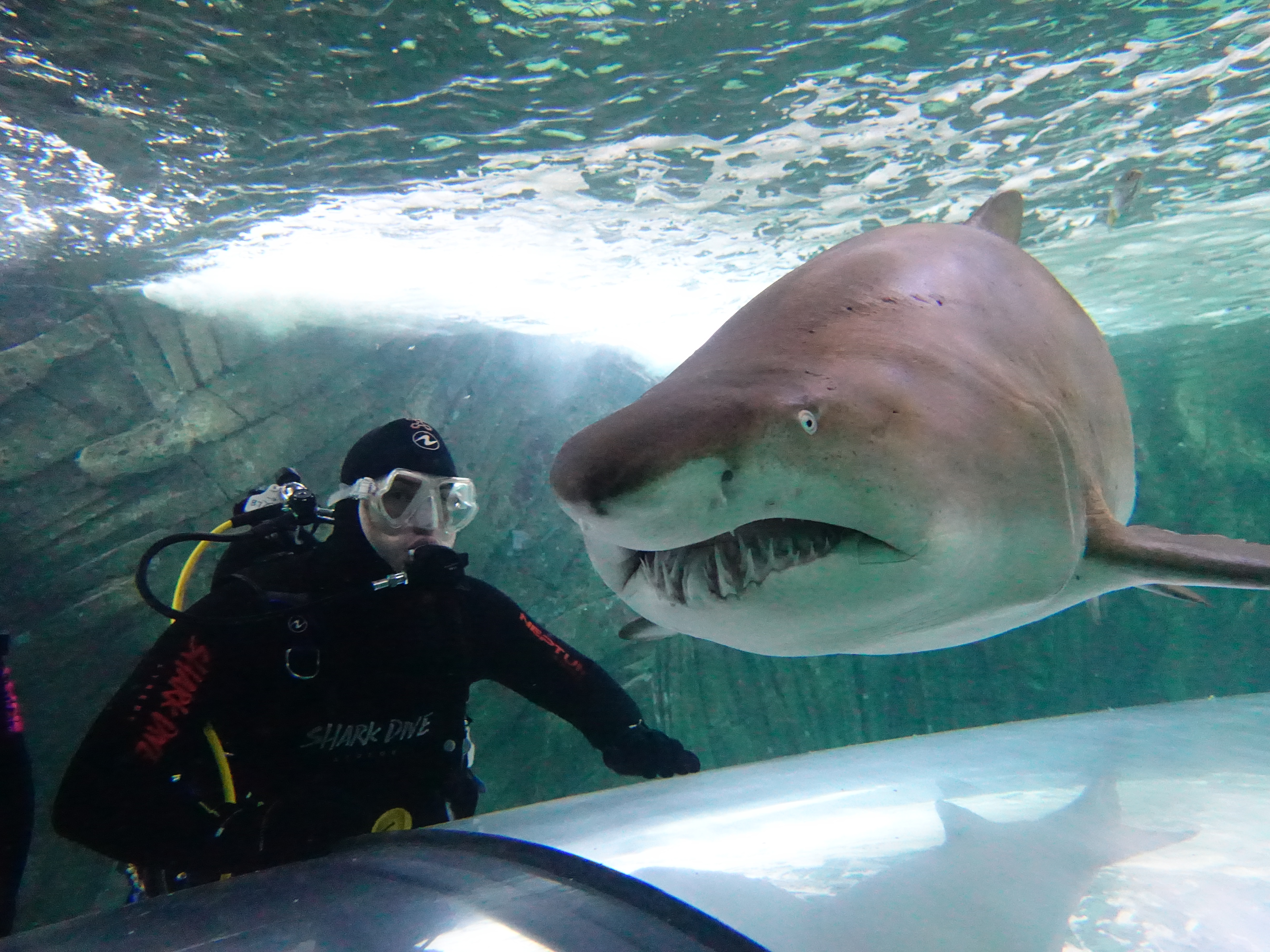 Shark Dive Xtreme2