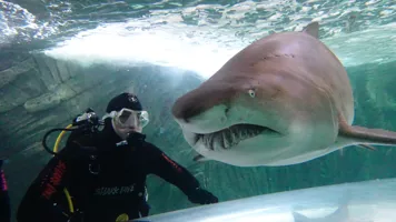 Sydney Shark