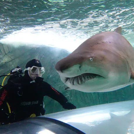 Shark Dive Xtreme2