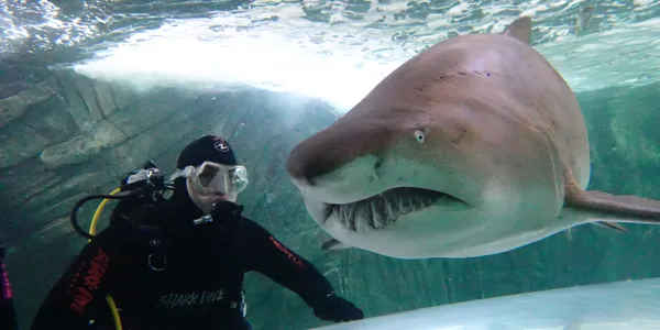 Shark Dive Xtreme2