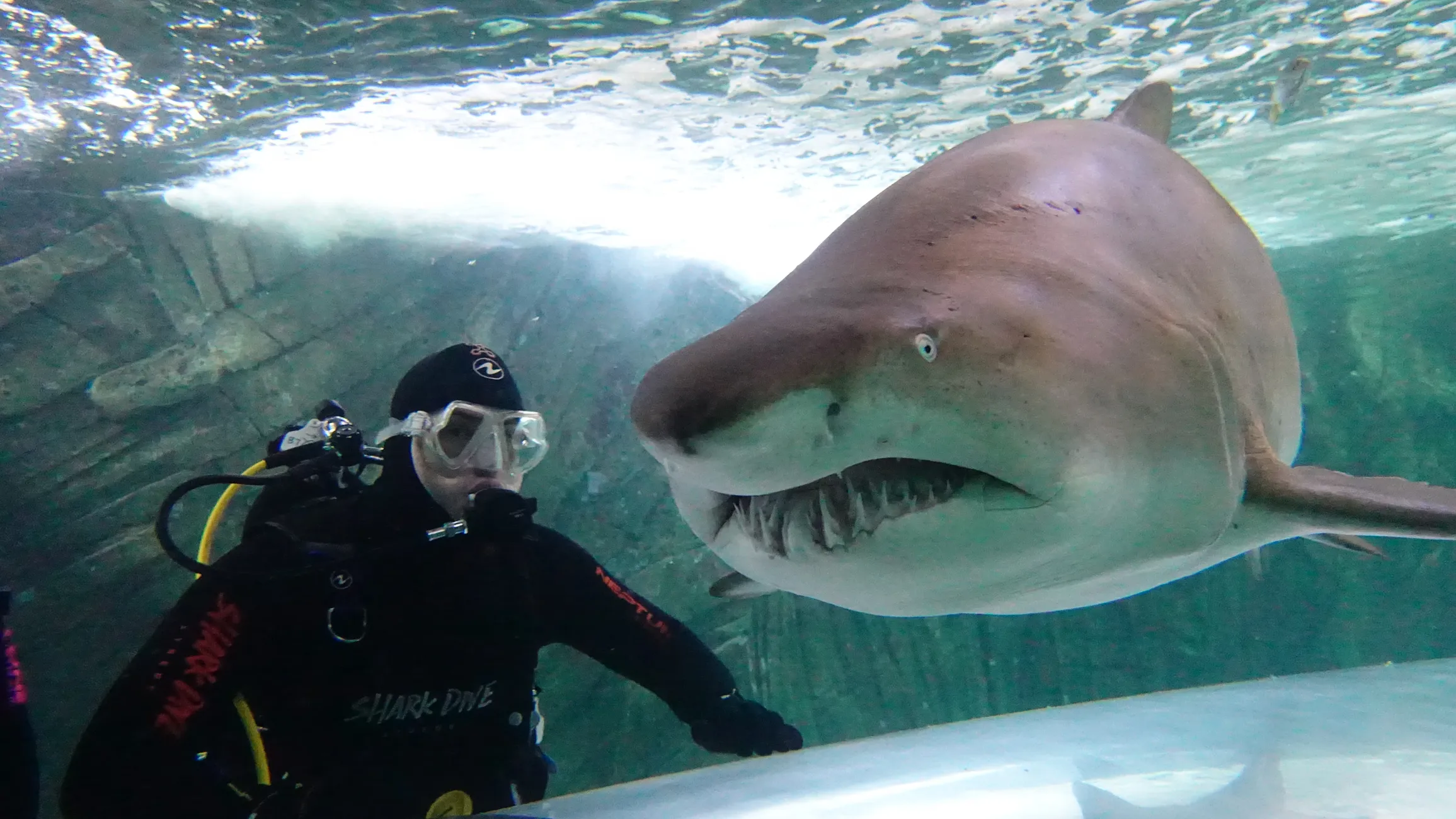 Shark Dive without a Cage Shark Dive Xtreme Sydney SEA LIFE Aquarium