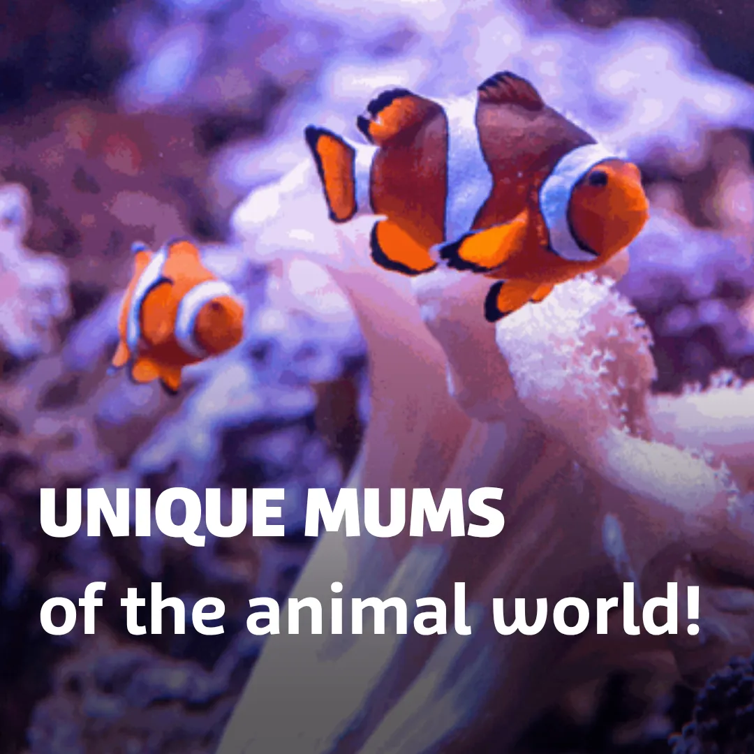 UNIQUE MUMS Of The Animal World! (2)