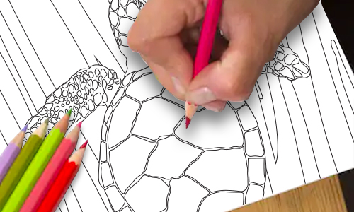 Turtle Colouring In TAB