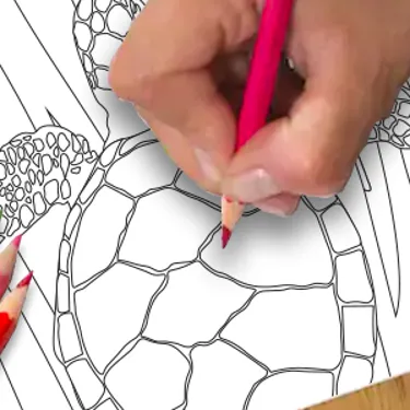 Turtle Colouring In TAB