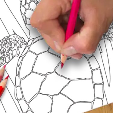 Turtle Colouring In TAB