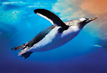 Gentoo
