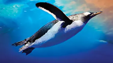 Gentoo