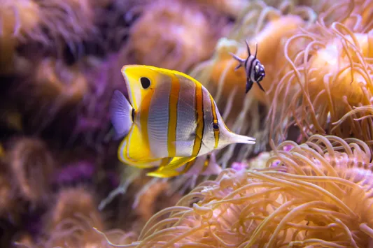 Let our Tropical Fish inspire your child’s creative side