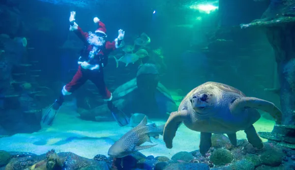 Mr&Mrsclaus Dive Sealifesydney1
