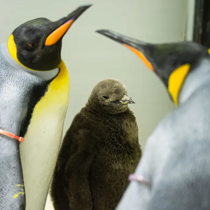 SLSA Blog Image Desktop Penguin Chick