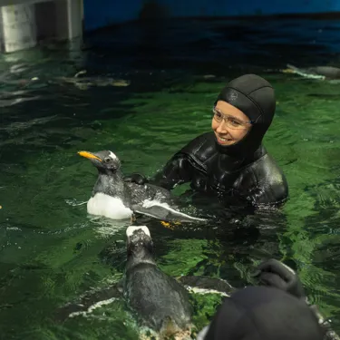 Goose Supported By Penguin Supervisor, Renee Howell And Parents Pink Lady And Winnie During His First Swim SEA LIFE Sydney Aquarium