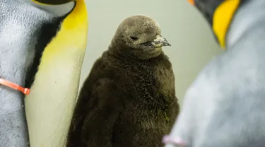SLSA Blog Image Penguin Chick