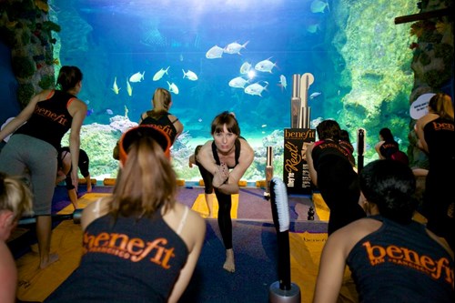  Sydney Team Building Yoga under the sea at SEA LIFE