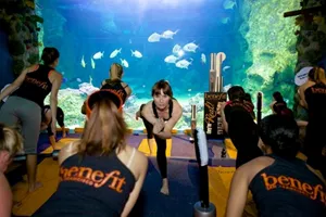  Sydney Team Building Yoga under the sea at SEA LIFE