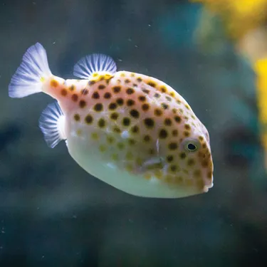 Discover Sydney Harbour species like the Boxfish