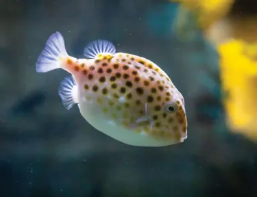 Discover Sydney Harbour species like the Boxfish