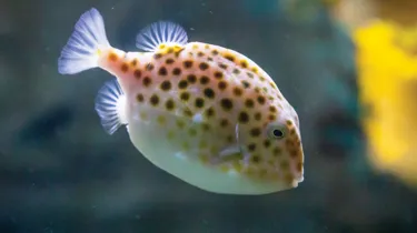 Discover Sydney Harbour species like the Boxfish