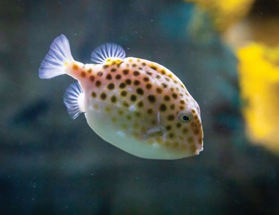 Discover Sydney Harbour species like the Boxfish