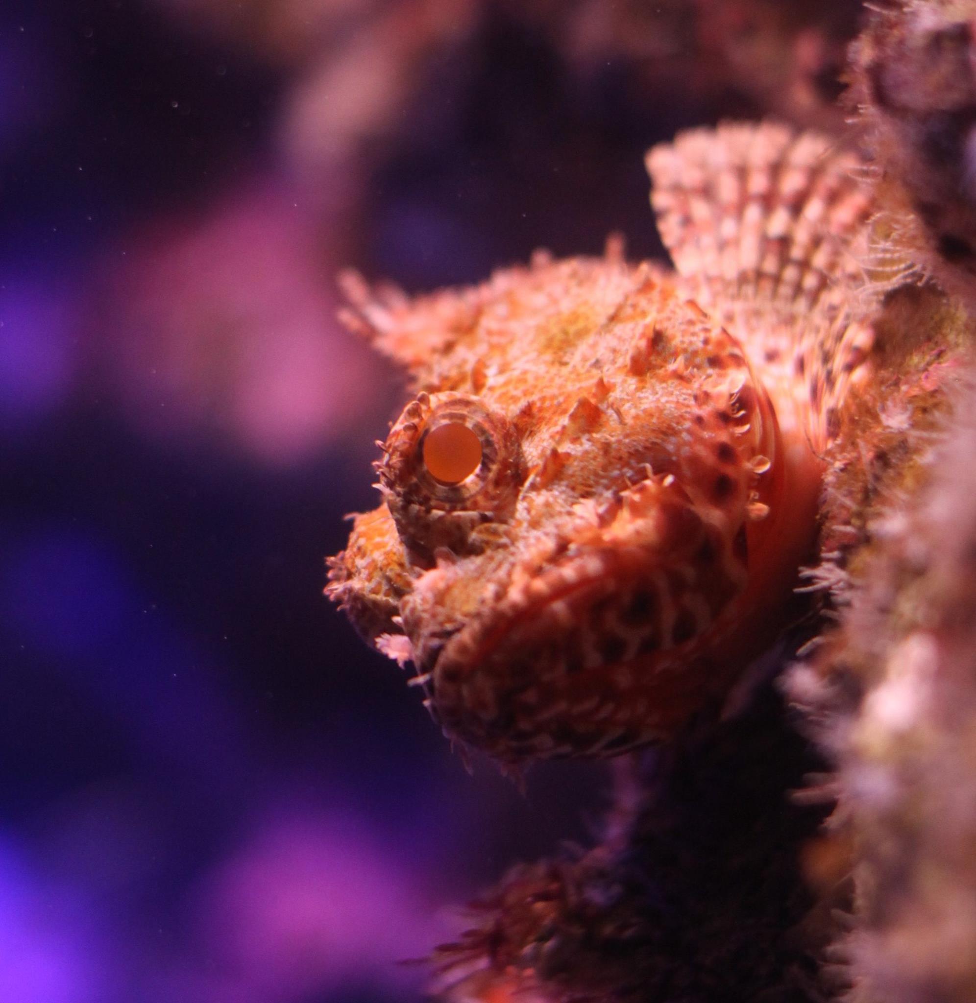 Venomous fish - the Red Rock Cod also known as the Scorpionfish