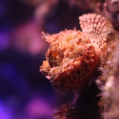 Venomous fish - the Red Rock Cod also known as the Scorpionfish