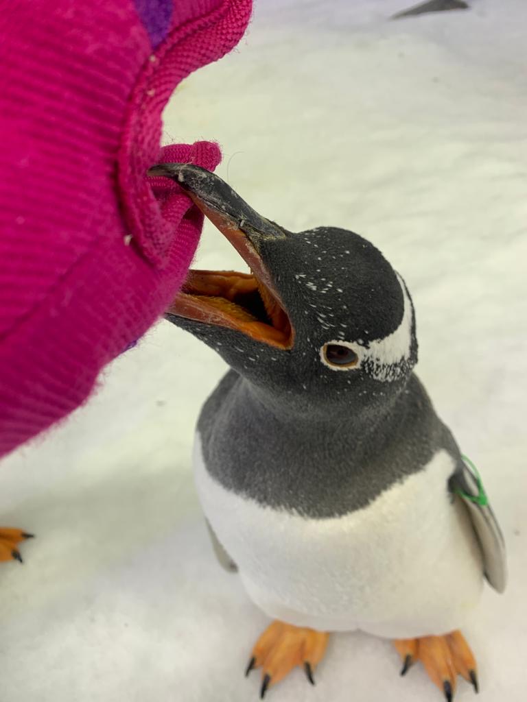 Reta the Gentoo Penguin at SEA LIFE Sydney