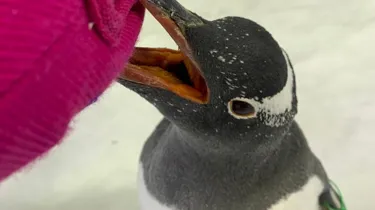 Reta the Gentoo Penguin at SEA LIFE Sydney
