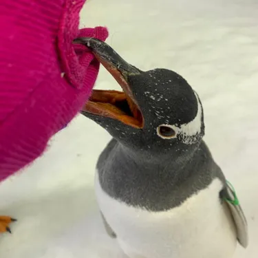 Reta the Gentoo Penguin at SEA LIFE Sydney