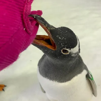 Reta the Gentoo Penguin at SEA LIFE Sydney