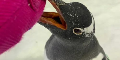 Reta the Gentoo Penguin at SEA LIFE Sydney