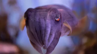 See our weird and wonderful cephalopods in SLSA!