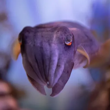 See our weird and wonderful cephalopods in SLSA!