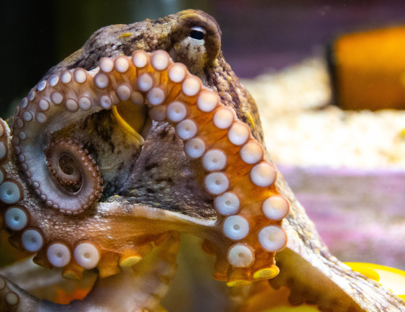Understand the evolution of colours in animals and watch Veronica the Octopus change colour!