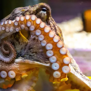 Understand the evolution of colours in animals and watch Veronica the Octopus change colour!