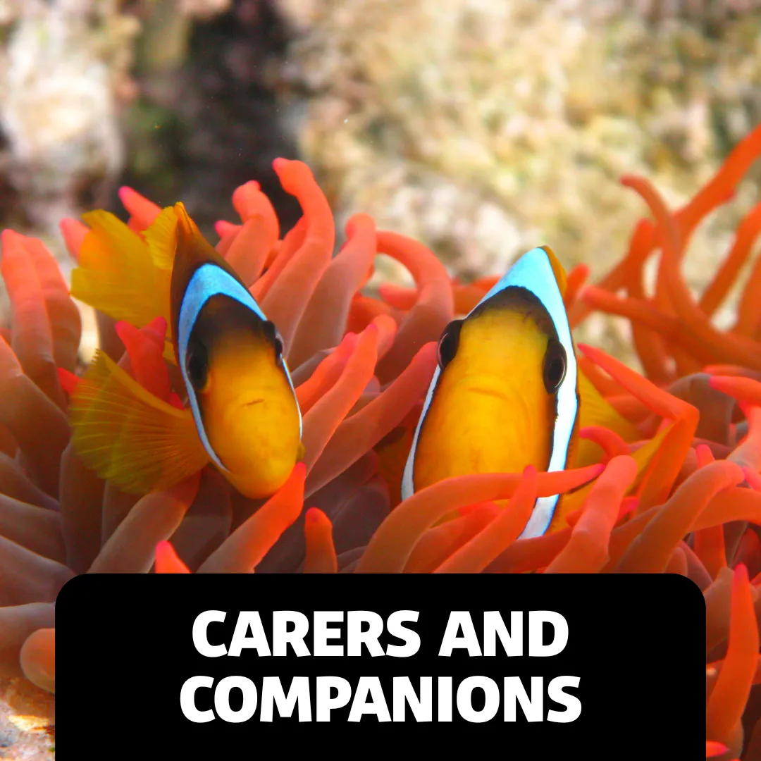 Accessibility Webpage Images Carers