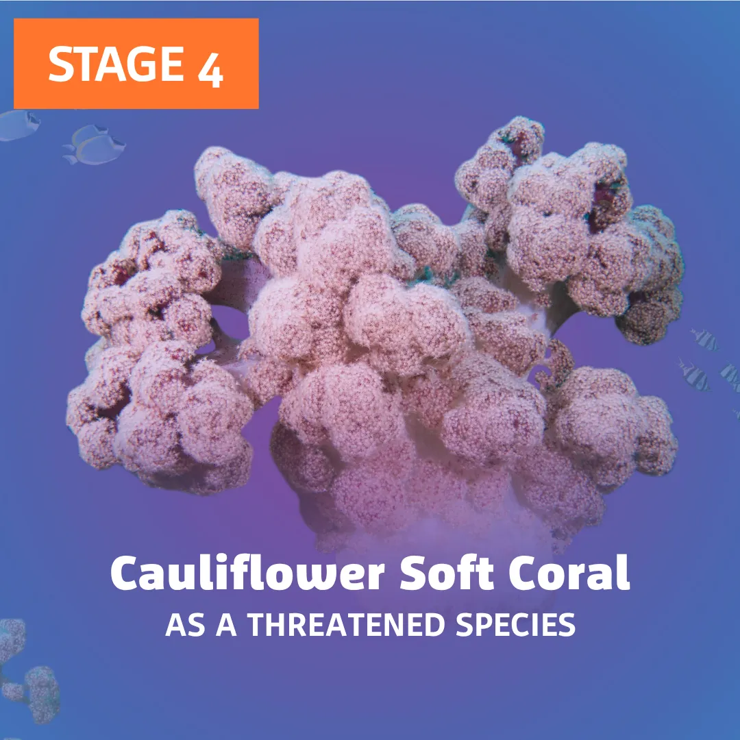 S4 Cauliflower Coral