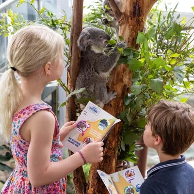 Kids Get Up Close To Koalas