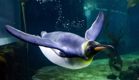 King penguin swim at Sea Life Sydney 