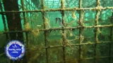 Seahorses Released Video File