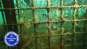 Seahorses Released Video File