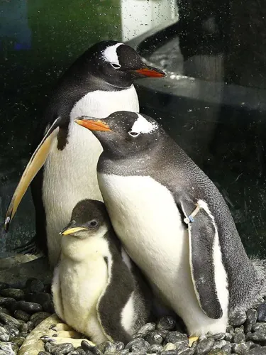 Baby Penguin