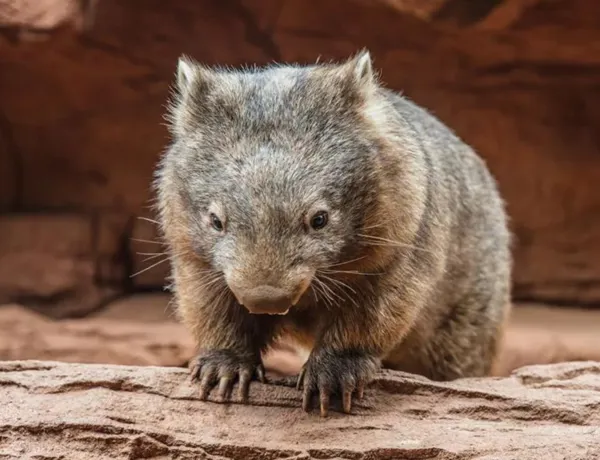 Aussie Animal Passport Animal Wombat